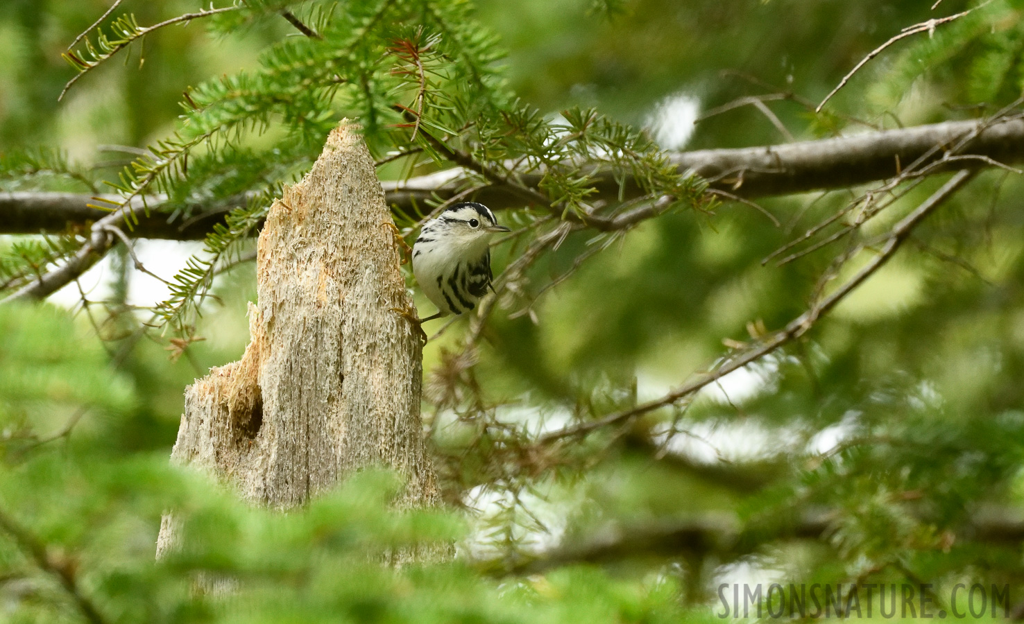 Mniotilta varia [400 mm, 1/640 sec at f / 7.1, ISO 3200]